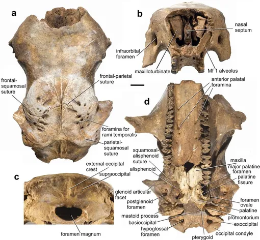 Череп Glyptotherium deuterophractum