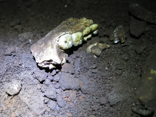 Фрагмент челюсти Homo naledi