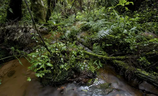 местообитание живородящих жаб местообитание живородящих жаб