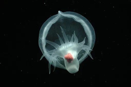 Страшное давление, сера и темная жизнь: китайские ученые обживают подводную лабораторию на глубине 2000 м Страшное давление, сера и темная жизнь: китайские ученые обживают подводную лабораторию на глубине 2000 м