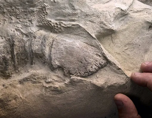 Toynakları Dahil Tarihin En Eksiksiz Dinozor Kalıntıları Keşfedildi