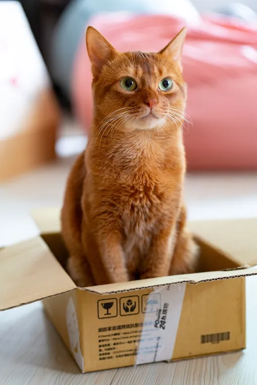 кот в коробке кот в коробке