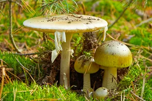 Найдено возможное противоядие от отравление бледными поганками Найдено возможное противоядие от отравление бледными поганками