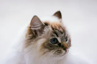 Ученые впервые изучили генетику опухолей у кошек – и нашли сходство с раком у людей