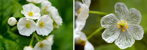 Двулистник Грея (Diphylleia grayi)