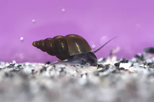 Как ошибка в копировании ДНК у новозеландской улитки позволяет заглянуть в процесс ее эволюции Как ошибка в копировании ДНК у новозеландской улитки позволяет заглянуть в процесс ее эволюции