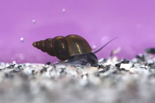 Как ошибка в копировании ДНК у новозеландской улитки позволяет заглянуть в процесс ее эволюции Как ошибка в копировании ДНК у новозеландской улитки позволяет заглянуть в процесс ее эволюции