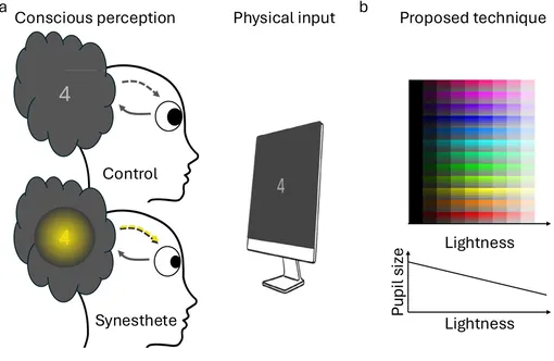 a Феноменология определяется внешними (сплошная стрелка) и внутренними факторами (пунктирная стрелка). Интегрированная яркость должна влиять на размер зрачка: светлые (темные) синестетические цвета должны вызывать сужение (расширение) зрачка при одинаковой физической яркости у синестетиков, но не у контрольной группы, у которой внешняя и внутренняя яркость совпадают. b Мы ожидали, что зрачки синестетиков будут больше при заявленной более низкой яркости и меньше при заявленной более высокой яркости.