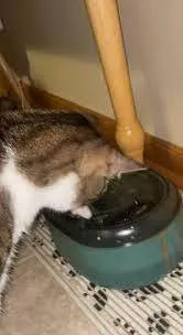 Кот размачивает резинку