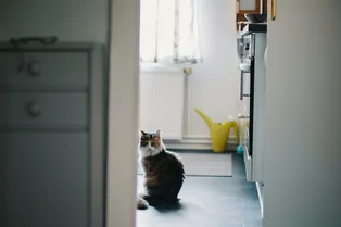 Почему коты следят за вами в душе Почему коты следят за вами в душе
