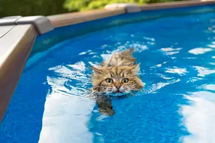 Вот почему кошки боятся воды: причины, о которых вы не догадывались