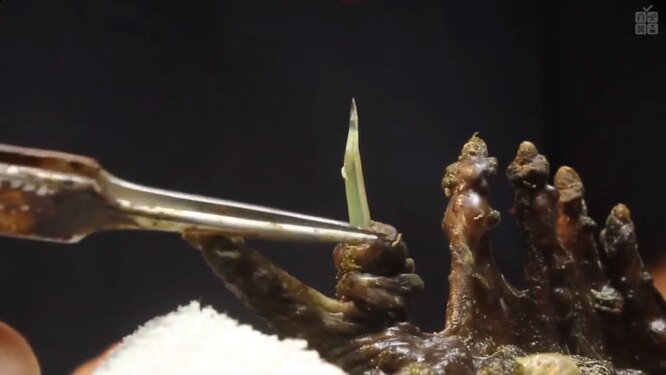 Рыба-бородавчатка имеет острый шип — ранение им напоминает укол обычным шприцем. Однако кончик острый настолько, что может легко проколоть дайверскую обувь