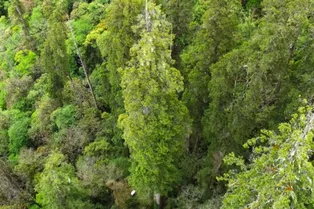 Самое высокое дерево Азии обнаружено в самом глубоком каньоне мира в Китае Самое высокое дерево Азии обнаружено в самом глубоком каньоне мира в Китае