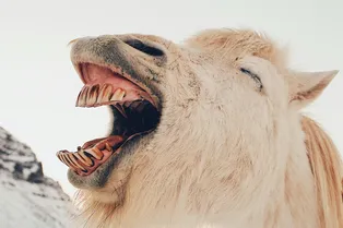 Эксперимент на школьниках показал, что мемы помогают учить сложные научные факты