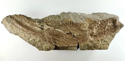 Окаменелая клешня Praearcturus gigas Окаменелая клешня Praearcturus gigas