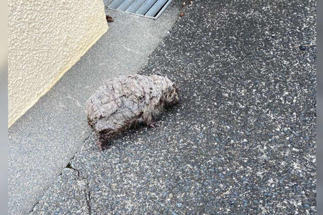 Женщина нашла на мокрой дороге нечто, но не смогла пройти мимо. Узнайте, что за животное она спасла