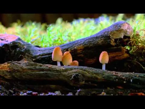 Нажми и смотри Нажми и смотри