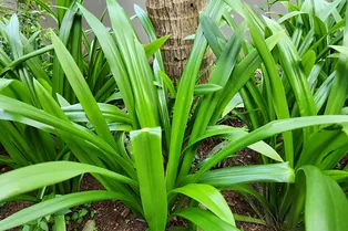 Находки археологов, забота растений и странные привычки насекомых: главные новости сегодня Находки археологов, забота растений и странные привычки насекомых: главные новости сегодня