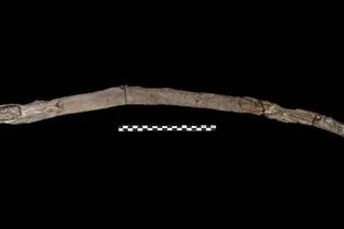 В Греции нашли древнейшие деревянные инструменты возрастом 430 тысяч лет