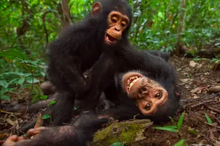 У всех ли животных есть подростковый возраст: вот что говорит наука У всех ли животных есть подростковый возраст: вот что говорит наука