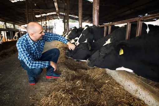 нейростимуляция молочного скота нейростимуляция молочного скота