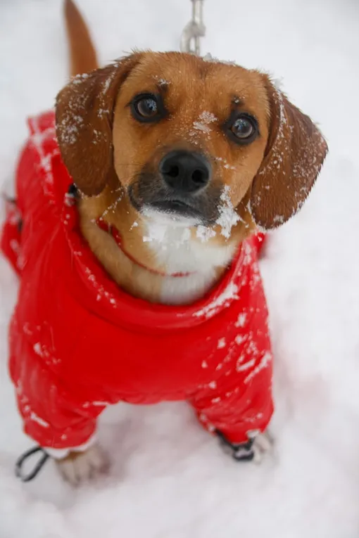 собака на улице собака на улице