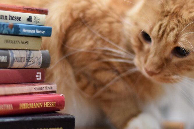 Угадайте страну по флагу и назовите персонажа «Симпсонов»: тест на общие знания для самых эрудированных. Справитесь?