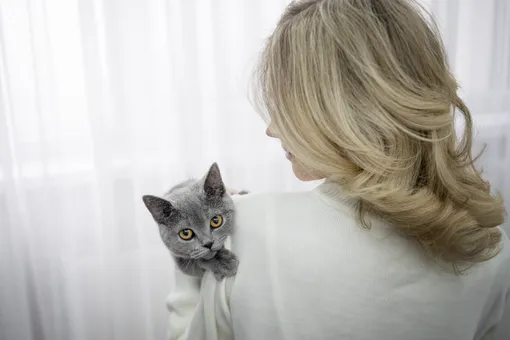 Все это время вы не понимали свою кошку: 5 популярных мифов, в которые вы до сих пор верите Все это время вы не понимали свою кошку: 5 популярных мифов, в которые вы до сих пор верите
