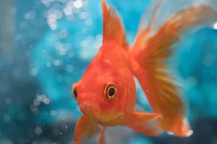 Золотые рыбки помнят лишь три секунды своей жизни: правда или миф Золотые рыбки помнят лишь три секунды своей жизни: правда или миф