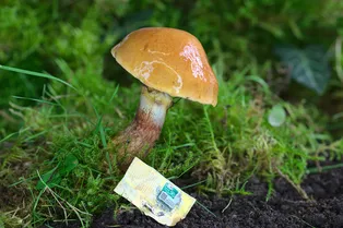 Кожицу грибов можно использовать как биоразлагаемую основу для компьютерных чипов Кожицу грибов можно использовать как биоразлагаемую основу для компьютерных чипов
