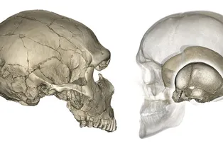 Почему у неандертальцев череп плоский, а у современных людей — круглый Почему у неандертальцев череп плоский, а у современных людей — круглый