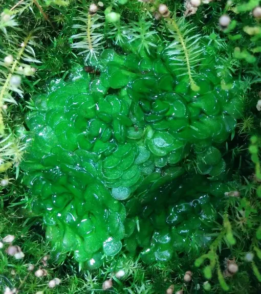 Genlisea aurea фото хищные растения