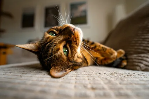 Кошка лежит Кошка лежит
