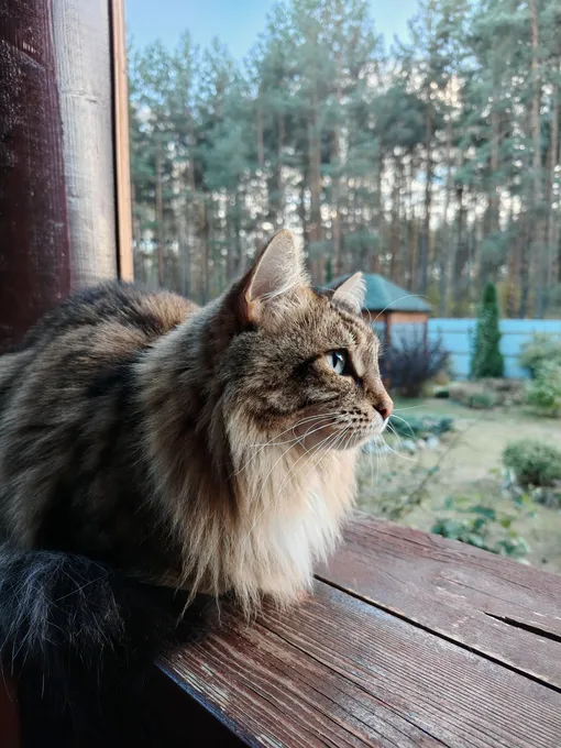 Фото на Honor X9e Pro Фото на Honor X9e Pro