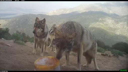 волки в горах