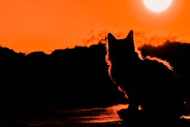 Хищник, который ходит сам по себе: самые опасные породы кошек