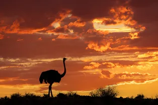 Почти три метра в высоту и весом в полтора центнера: какая птица самая большая в мире