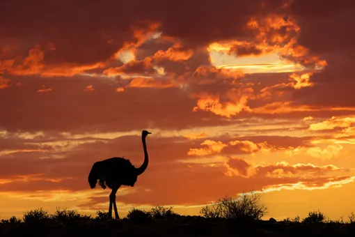 Почти три метра в высоту и весом в полтора центнера: какая птица самая большая в мире Почти три метра в высоту и весом в полтора центнера: какая птица самая большая в мире