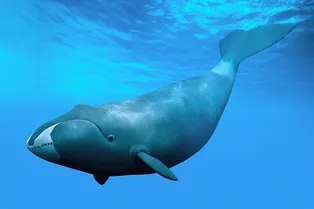 Секрет долголетия может заключаться в одном белке гренландских китов Секрет долголетия может заключаться в одном белке гренландских китов