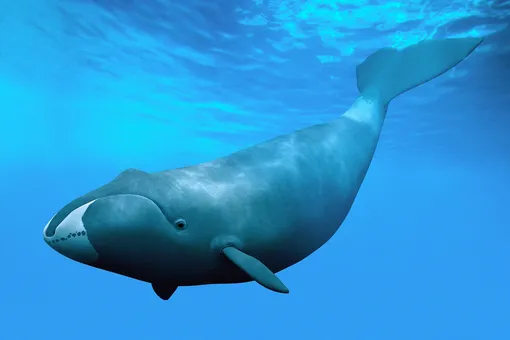 Секрет 200-летних гренландских китов может заключаться в одном белке Секрет 200-летних гренландских китов может заключаться в одном белке