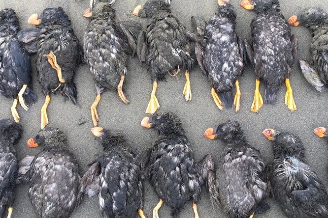 На побережье Берингова моря нашли тысячи мертвых птиц На побережье Берингова моря нашли тысячи мертвых птиц