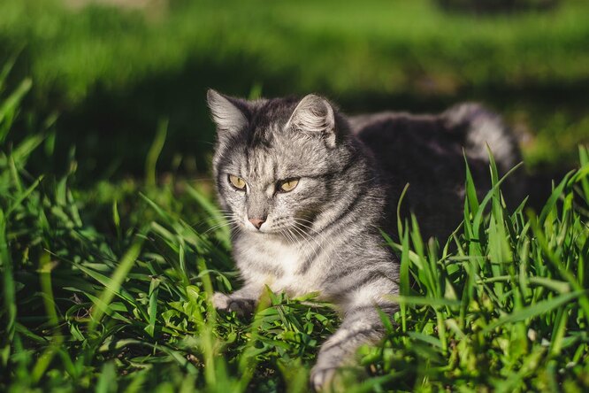 Какие кошки склонны к глухоте? Интересные факты о кошачьих, которые нужно знать, перед тем как завести питомца