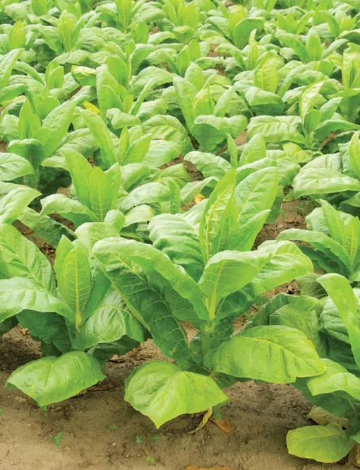 Табак обыкновенный (Nicotiana tabacum)