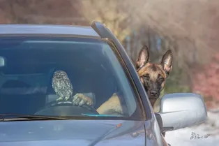 Милые фото собаки и совы! Узнайте историю их дружбы