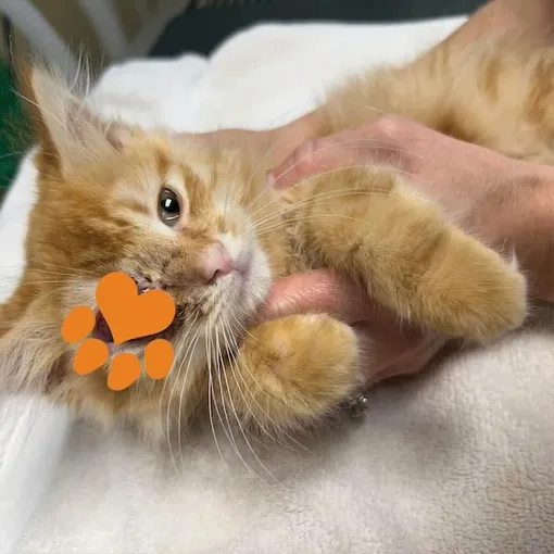 котенок с больным глазом котенок с больным глазом