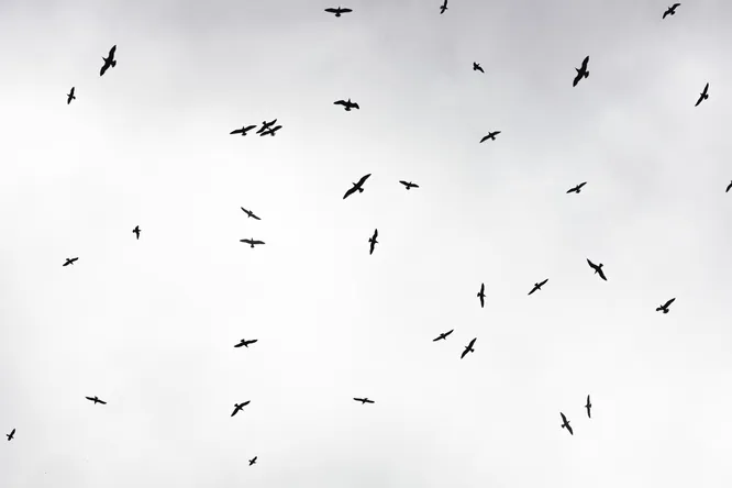 Начнем с простого: назовите самую маленькую птицу на планете.