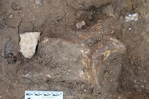 Олдованский отщеп рядом с костью бегемота в Ньяянге