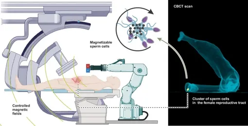 управление сперматозоидами с помощью магнита управление сперматозоидами с помощью магнита