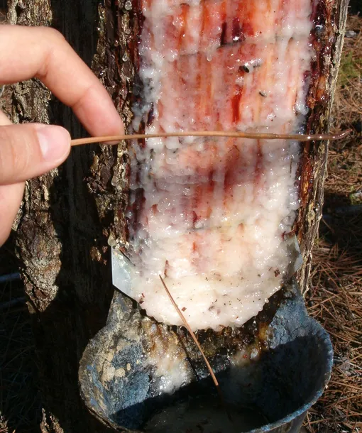 подсочка сосны