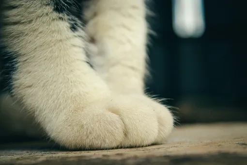 Кошачьи лапки Кошачьи лапки